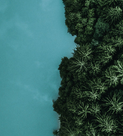 Green forest