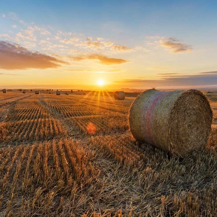 sunset over farmland