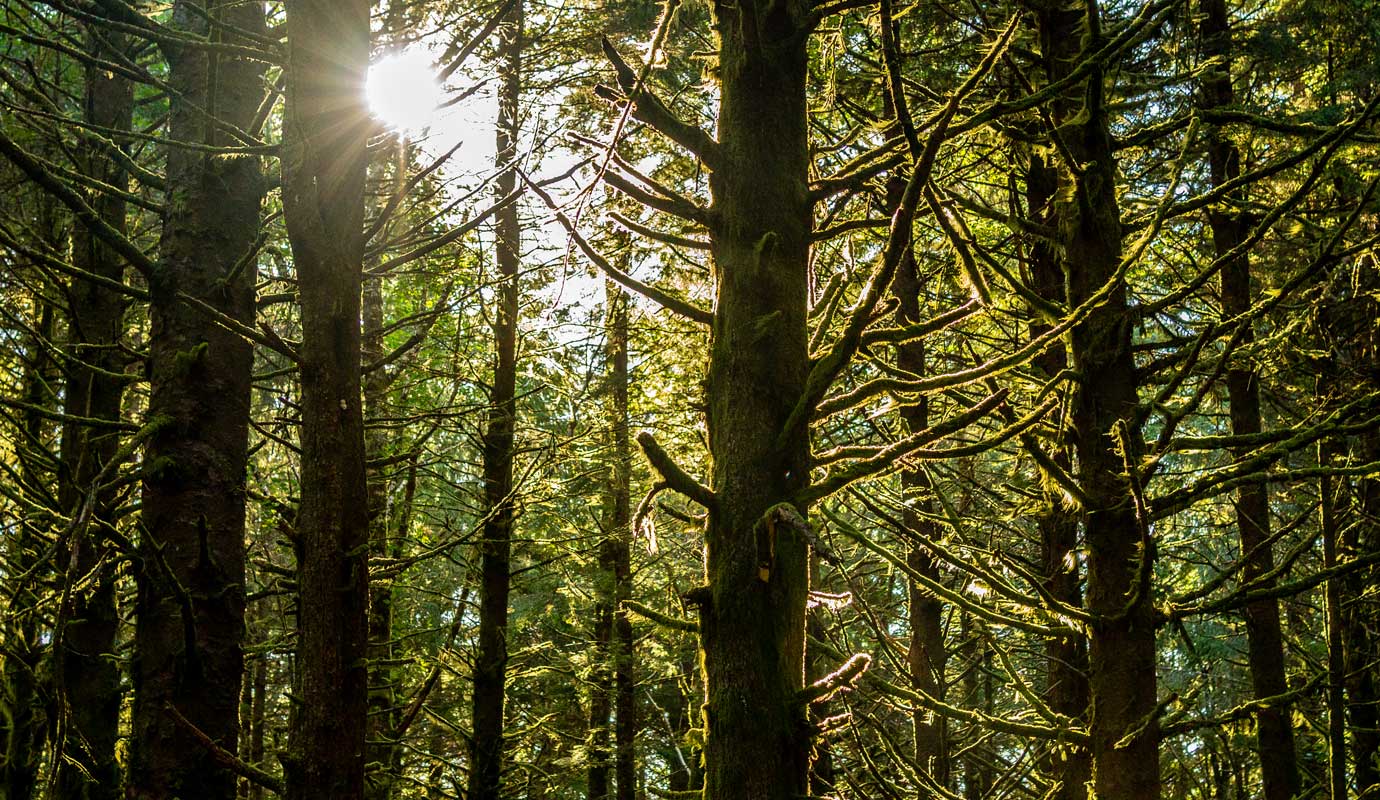 Timberland remains resilient through market volatility hero