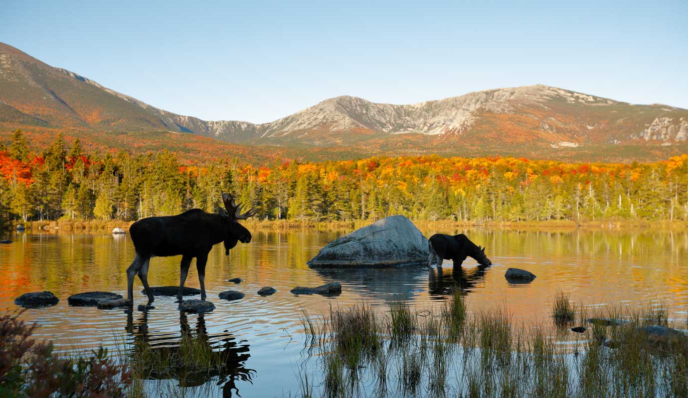 Pathways for investing in biodiversity hero