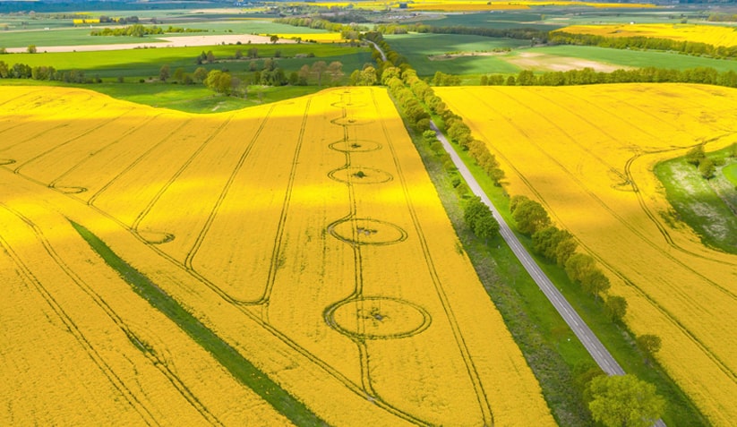 Rows of crops