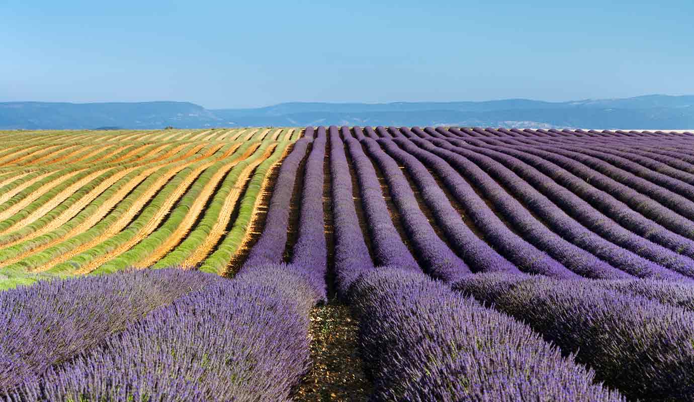 Lavender field