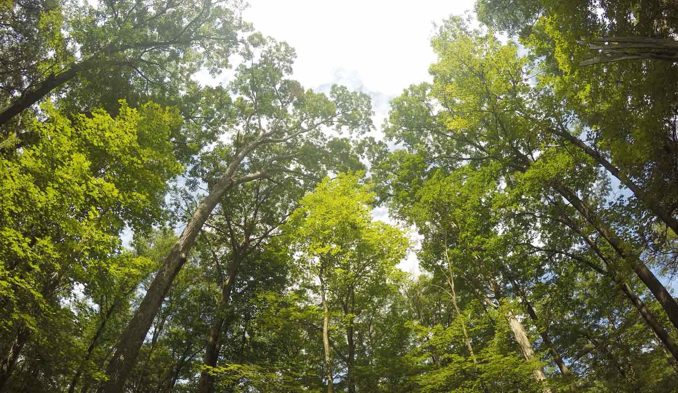 image of tall trees