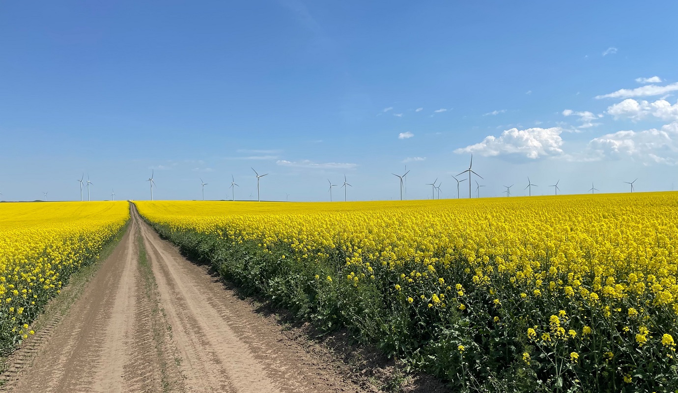 A road through a field of rapeseed