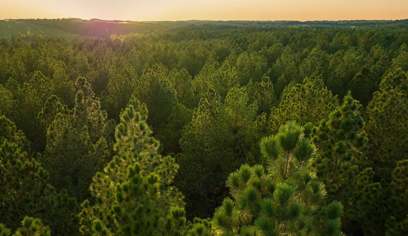 A dense forest at sunset